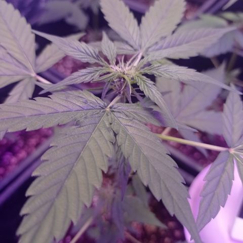 Milky Way #01 growlog timeline photo