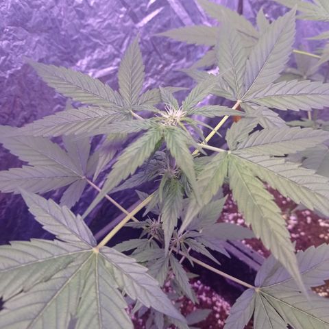 Milky Way #01 growlog timeline photo