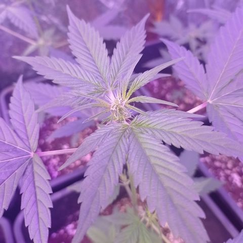 Milky Way #01 growlog timeline photo