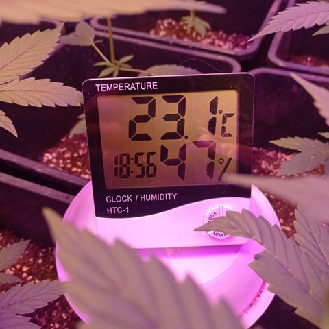 Royal Dwarf growlog timeline photo