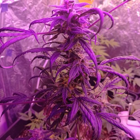 Royal Dwarf growlog timeline photo