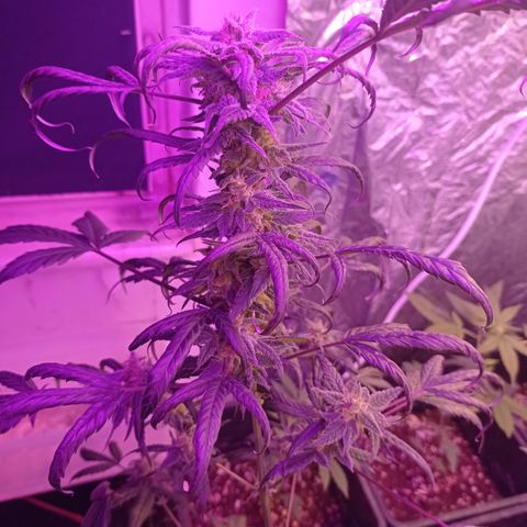 Royal Dwarf growlog timeline photo