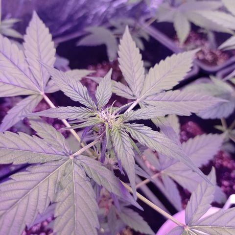 Milky Way #01 growlog timeline photo