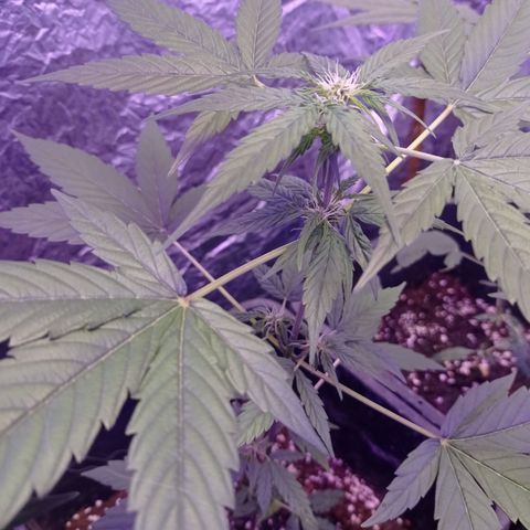 Milky Way #01 growlog timeline photo