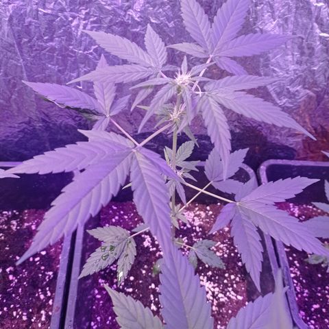 Milky Way #01 growlog timeline photo