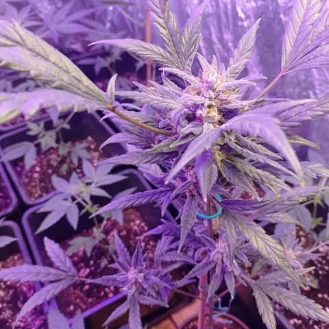Royal Dwarf growlog timeline photo
