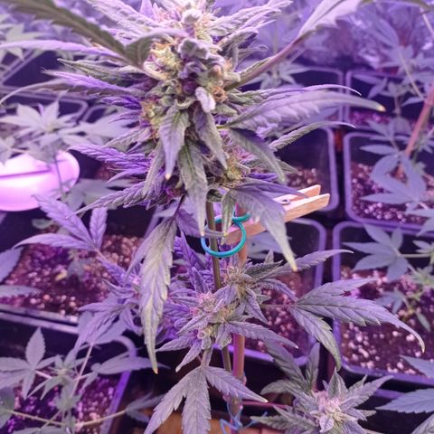 Royal Dwarf growlog timeline photo
