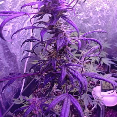 Royal Dwarf growlog timeline photo