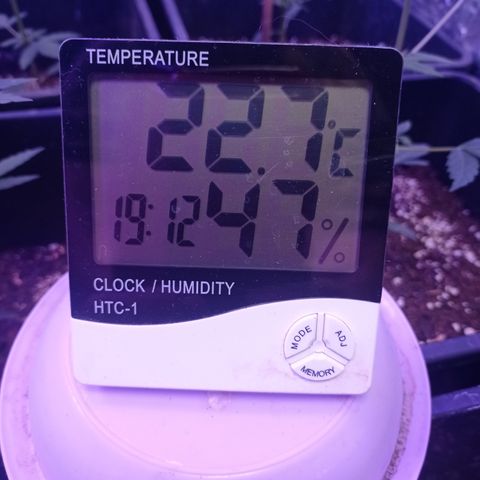 Royal Dwarf growlog timeline photo