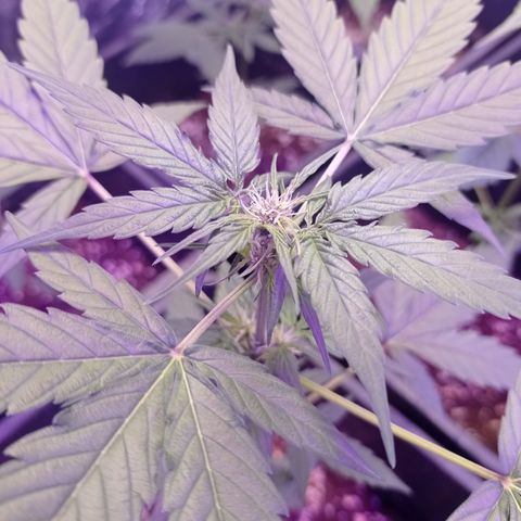 Milky Way #01 growlog timeline photo