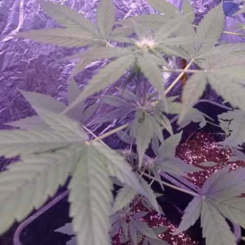 Milky Way #01 growlog timeline photo