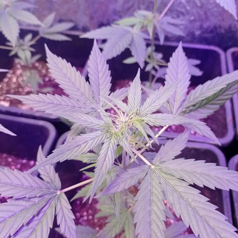 Milky Way #01 growlog timeline photo