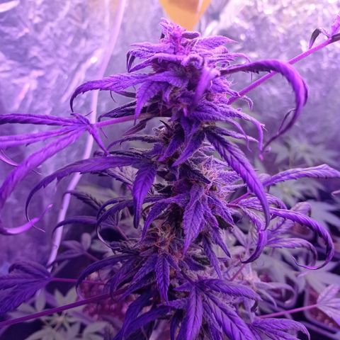 Royal Dwarf growlog timeline photo