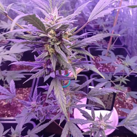 Royal Dwarf growlog timeline photo
