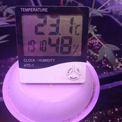 Royal Dwarf growlog timeline photo