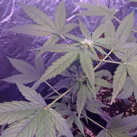 Milky Way #01 growlog timeline photo