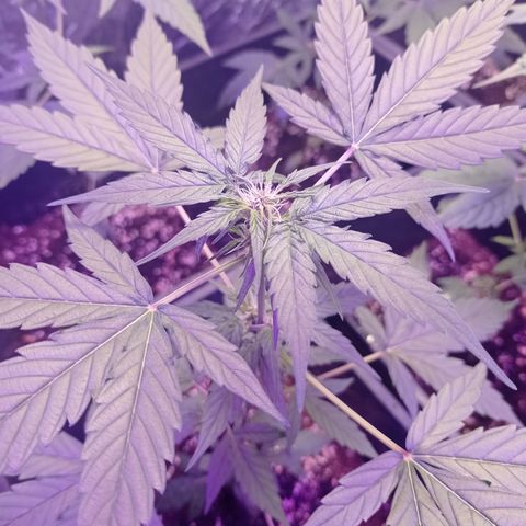 Milky Way #01 growlog timeline photo