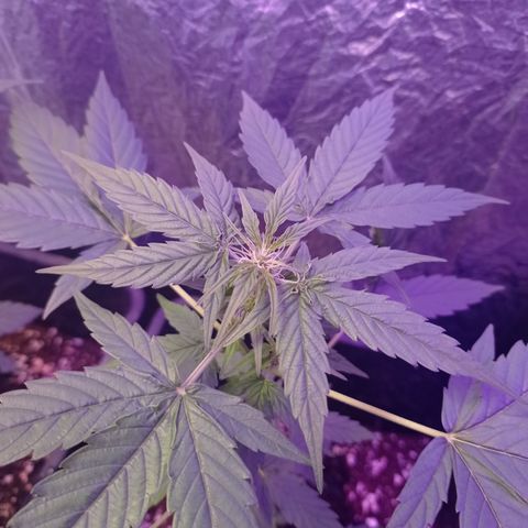 Milky Way #01 growlog timeline photo