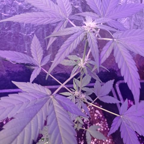 Milky Way #01 growlog timeline photo