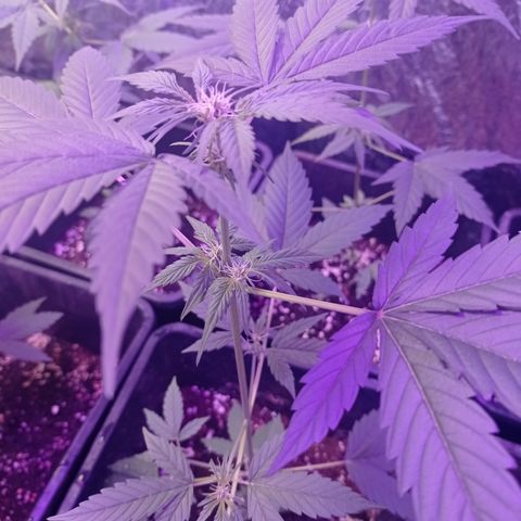 Milky Way #01 growlog timeline photo