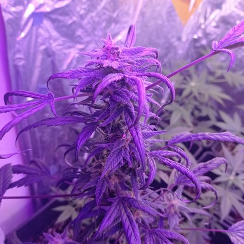 Royal Dwarf growlog timeline photo