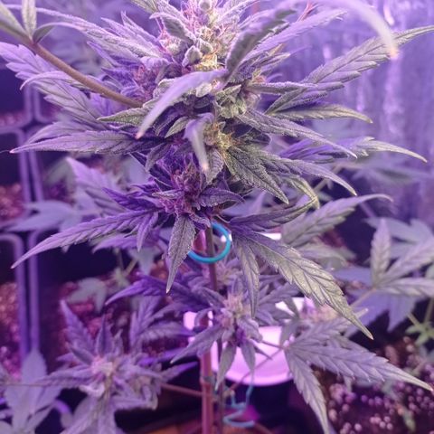 Royal Dwarf growlog timeline photo