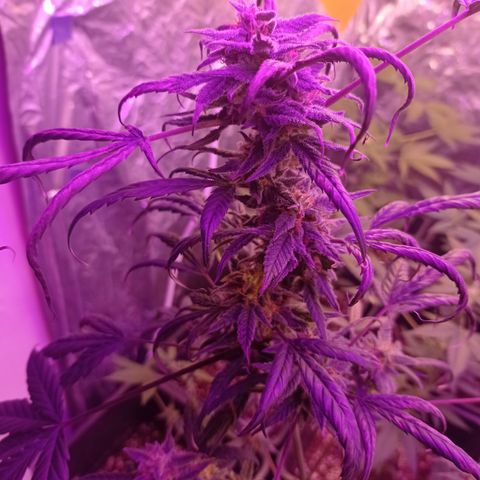 Royal Dwarf growlog timeline photo