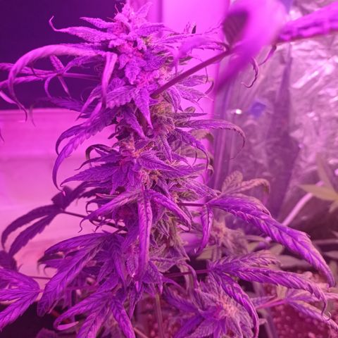 Royal Dwarf growlog timeline photo