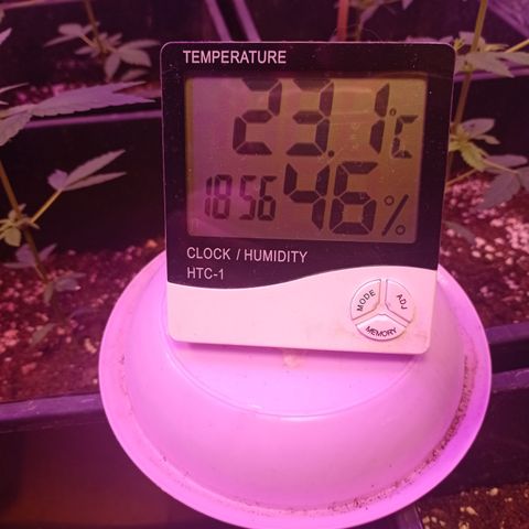 Royal Dwarf growlog timeline photo