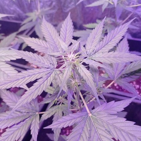 Milky Way #01 growlog timeline photo