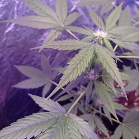 Milky Way #01 growlog timeline photo