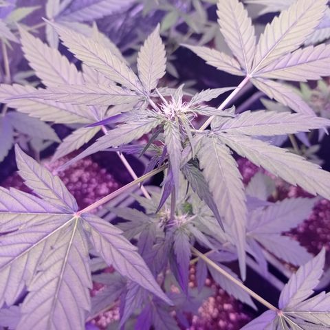 Milky Way #01 growlog timeline photo