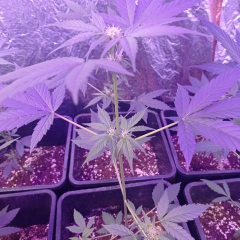 Milky Way #01 growlog timeline photo