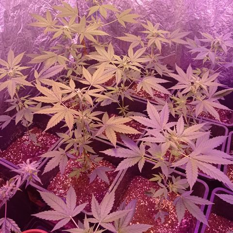 Milky Way #01 growlog timeline photo