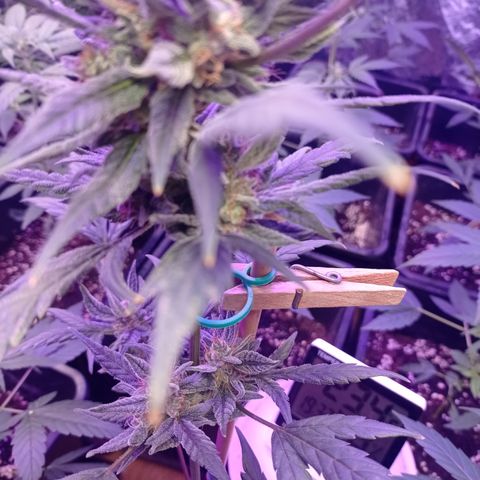 Royal Dwarf growlog timeline photo