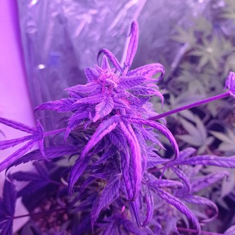 Royal Dwarf growlog timeline photo