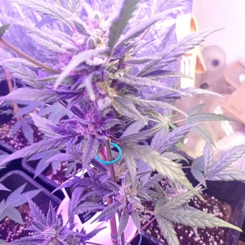 Royal Dwarf growlog timeline photo