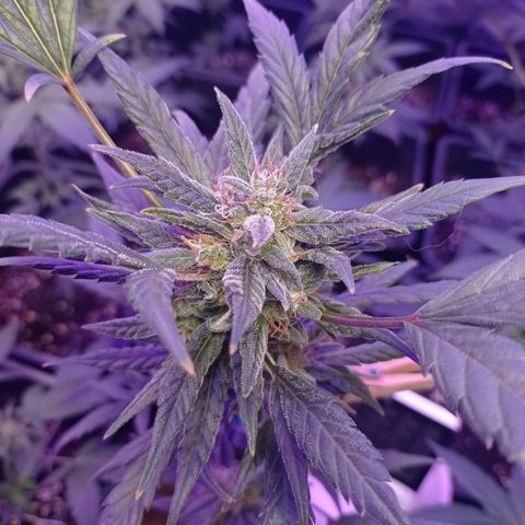 Royal Dwarf growlog timeline photo