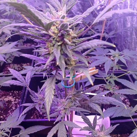 Royal Dwarf growlog timeline photo