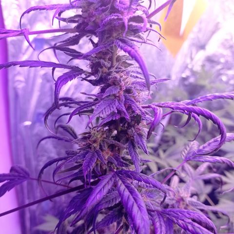 Royal Dwarf growlog timeline photo