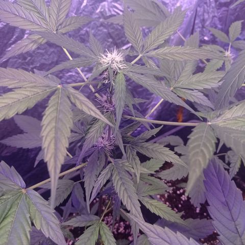 Milky Way #01 growlog timeline photo