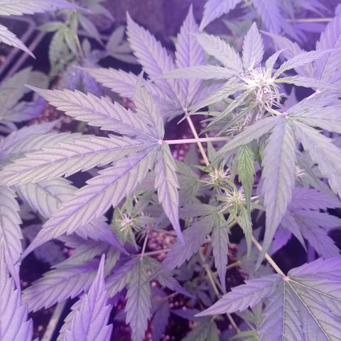 Milky Way #01 growlog timeline photo