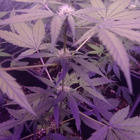 Milky Way #01 growlog timeline photo
