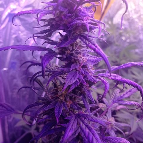 Royal Dwarf growlog timeline photo