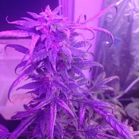 Royal Dwarf growlog timeline photo