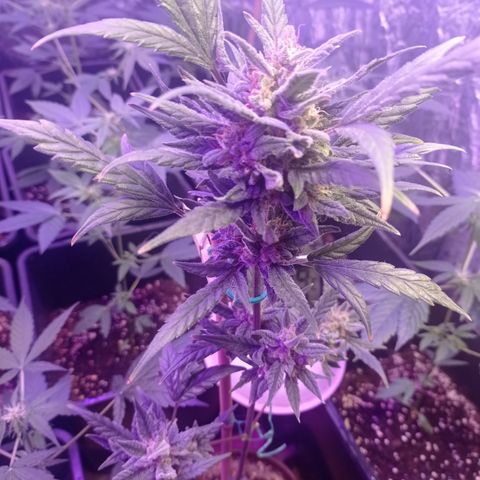 Royal Dwarf growlog timeline photo