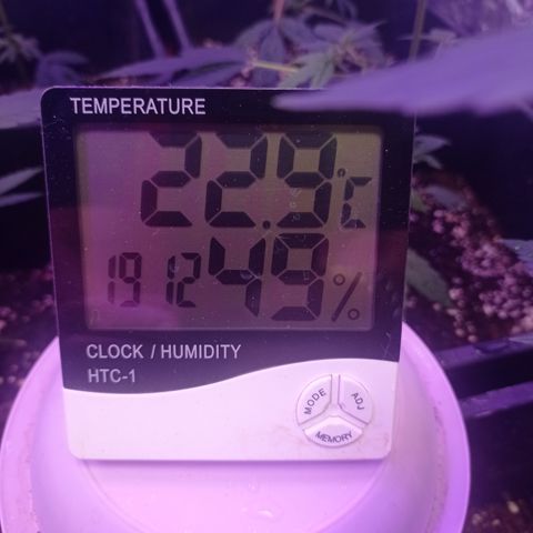 Royal Dwarf growlog timeline photo