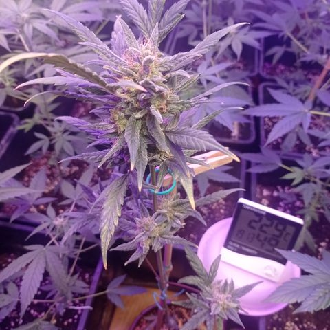 Royal Dwarf growlog timeline photo