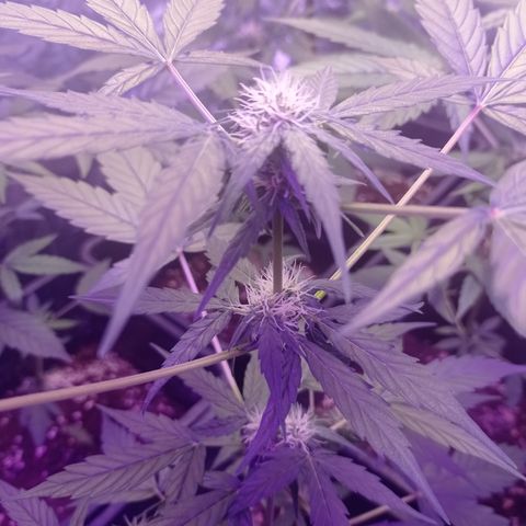 Milky Way #01 growlog timeline photo
