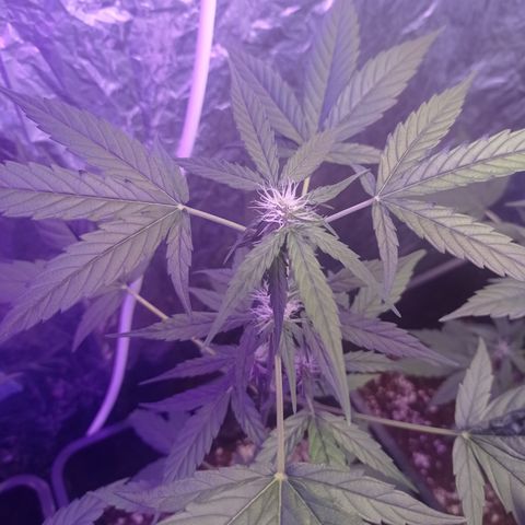 Milky Way #01 growlog timeline photo